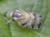 Tachycixius venustulus